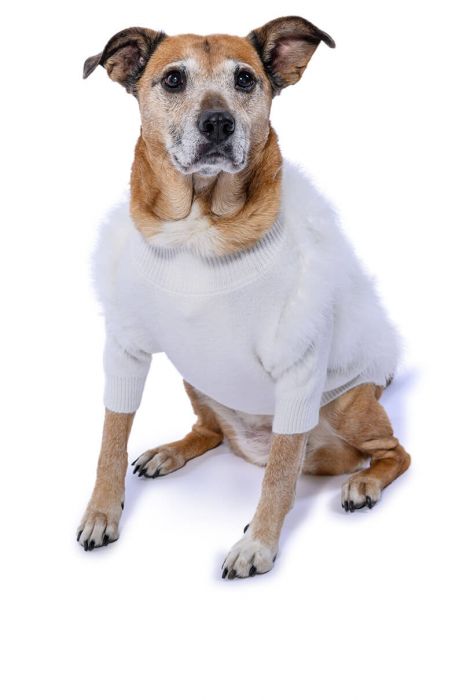 QUINN FEATHER DOGGY SWEATER IN WHITE